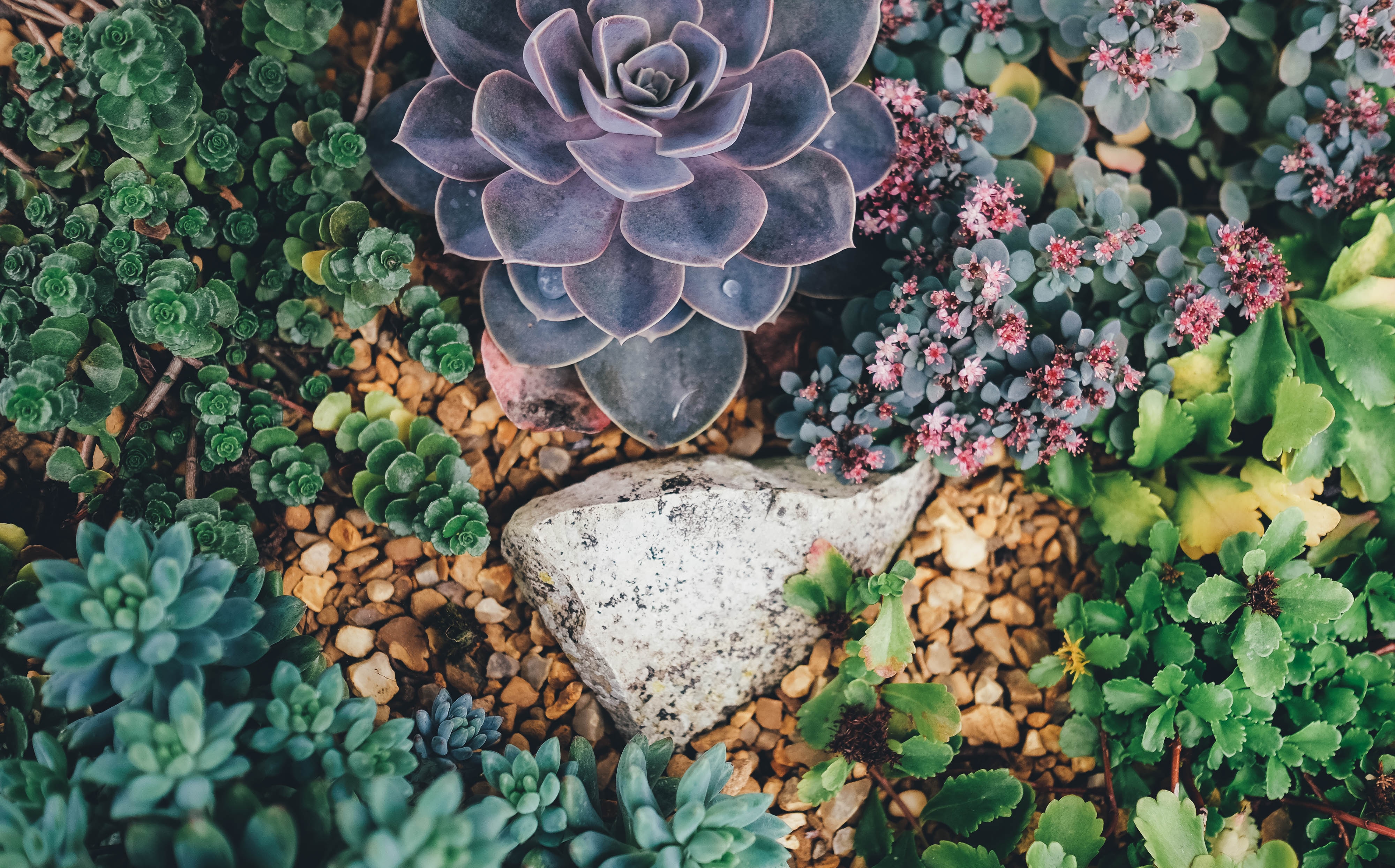 succulents and florals in a nature path